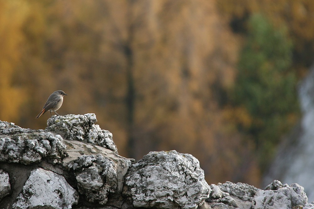 Kopciuszek, samica
[i]Phoenicurus ochruros[/i]
