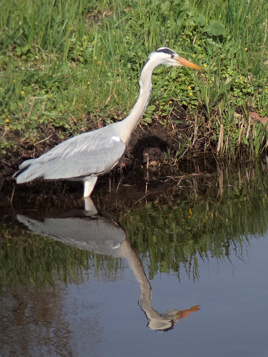 Czapla siwa
[i]Ardea cinerea[/i]
Amsterdam
Holandia 2015
Słowa kluczowe: ptak