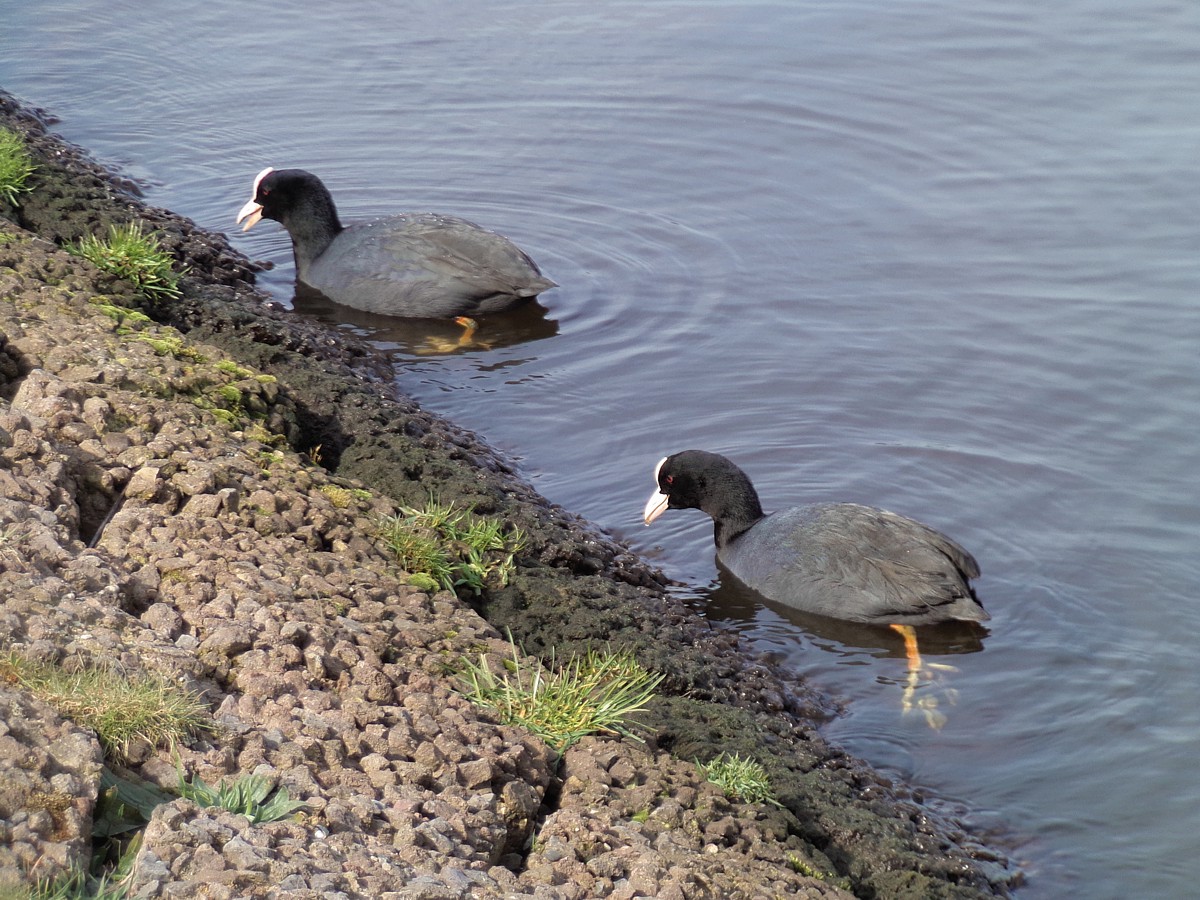 Łyski
[i]Fulica atra[/i]
Amsterdam
Holania 2015
Słowa kluczowe: ptak,czarny