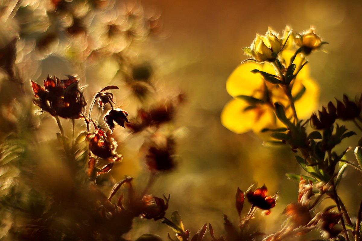 Słoneczne kwiaty
Słowa kluczowe: kwait,żółty,słońce,bokeh