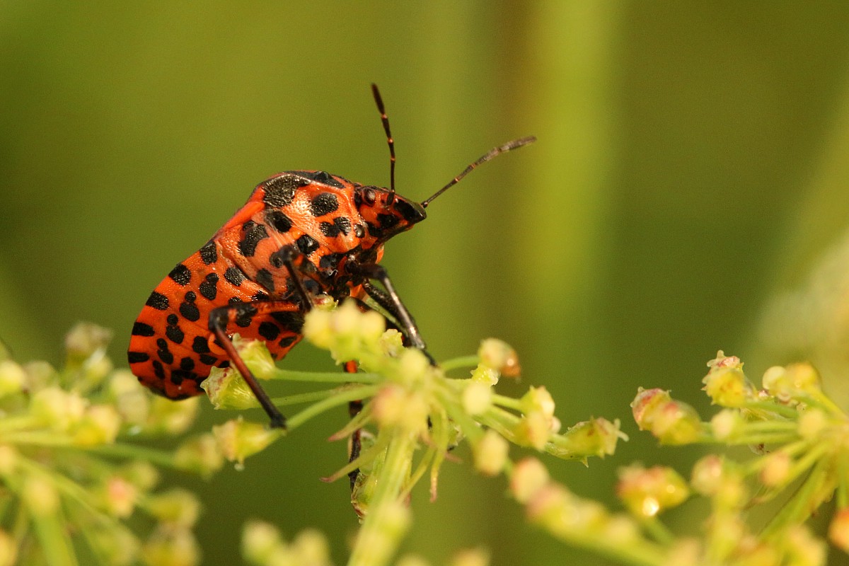 Strojnica baldaszkówka
[i]Graphosoma lineatum[/i]
Słowa kluczowe: owad,pluskwiak,czerwony