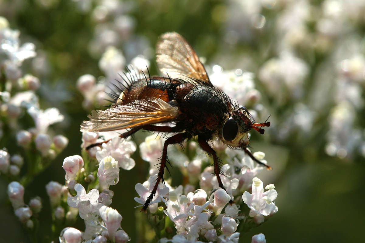 Rączyca rdzawa
[i]Tachina fera[/i]
Słowa kluczowe: biały,kwiat,owad,mucha