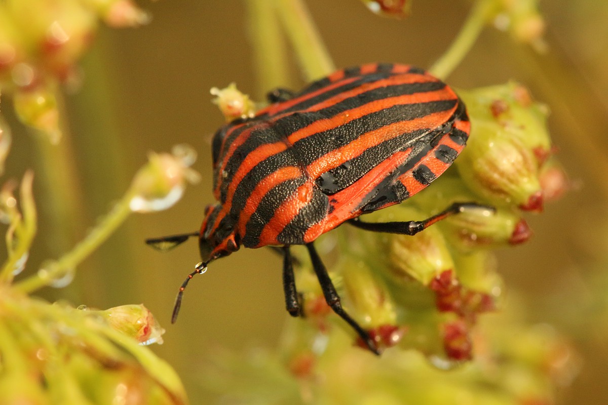 Strojnica baldaszkówka
[i]Graphosoma lineatum[/i]
Słowa kluczowe: owad,pluskwiak,czerwony