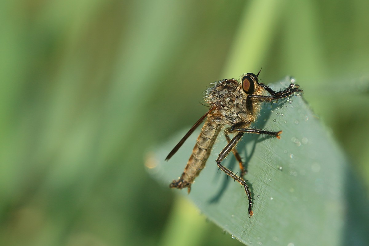 Łowiec czarniawy
[i]Machimus atricapillus[/i]
Słowa kluczowe: owad,zielony
