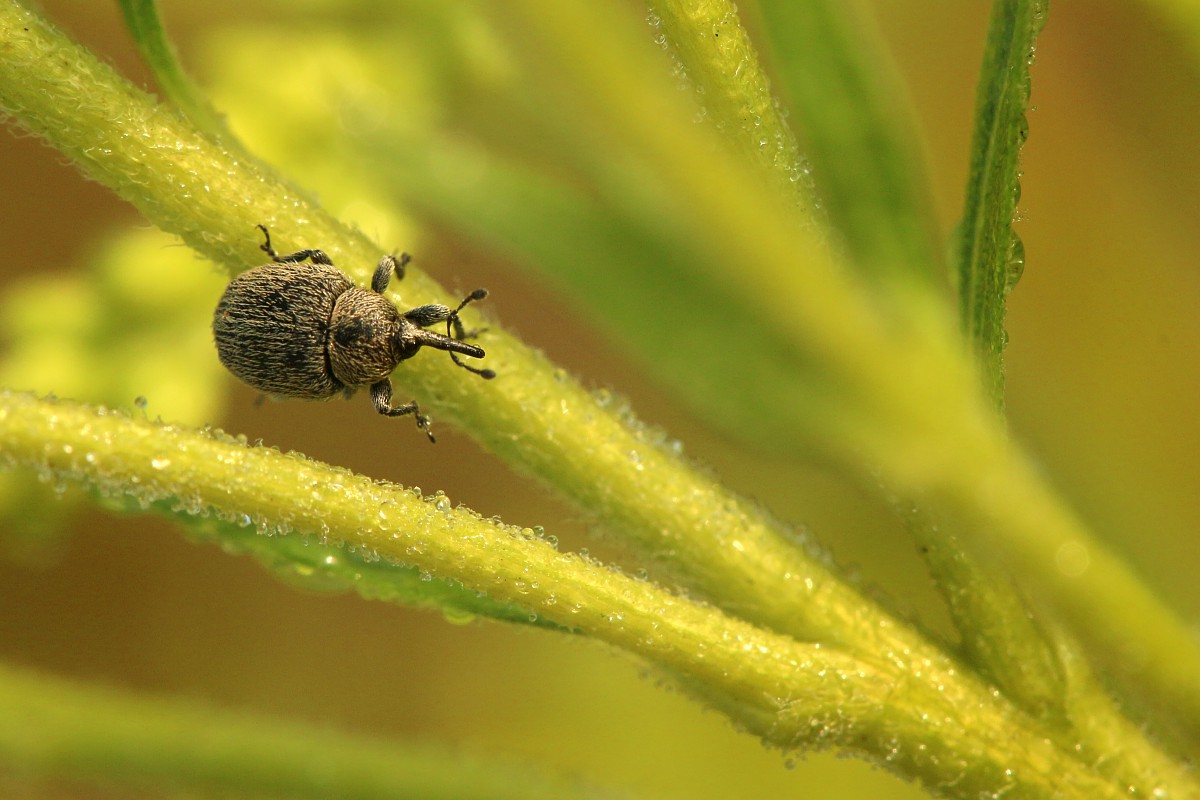 Ryjkowcowaty
[i]Curculionidae[/i]
Słowa kluczowe: owad,chrząszcz,zielony