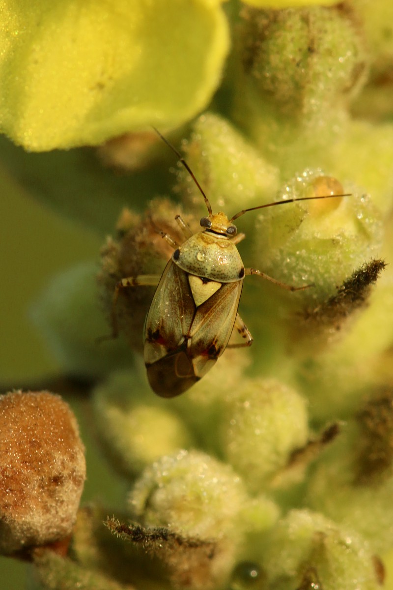 Pluskwiak
[i]Polymerus sp.[/i]
