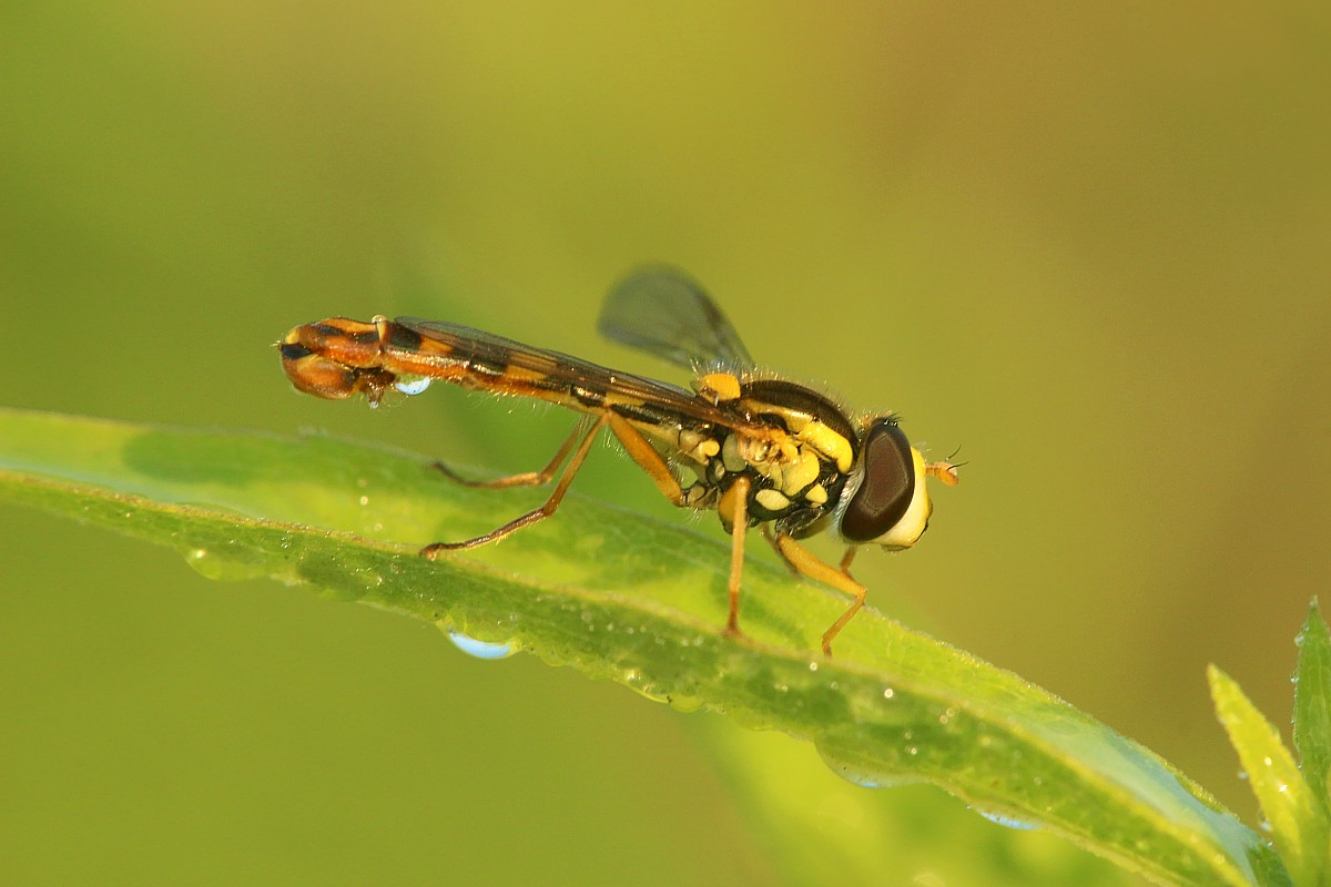 Muszka
[i]Diptera[/i]
Słowa kluczowe: owad,mucha,zielony