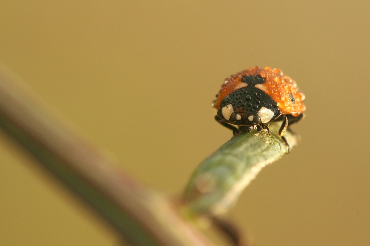 Biedronka siedmiokropka
[i]Coccinella septempunctata[/i]
Słowa kluczowe: owad,chrząszcz,czerwony,biedronka