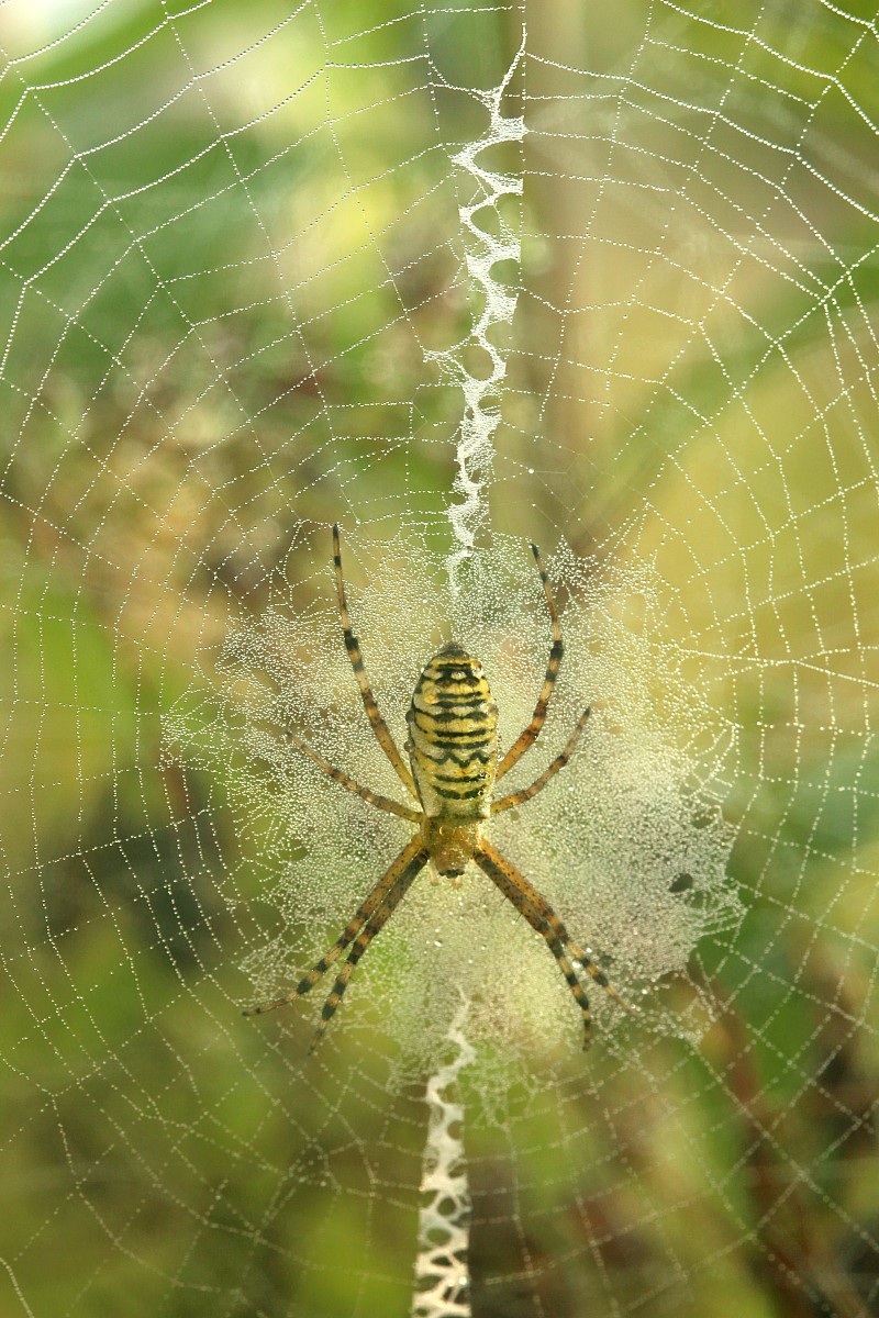 Tygrzyk paskowany
[i]Argiope_bruennichi[/i]
Słowa kluczowe: pająk