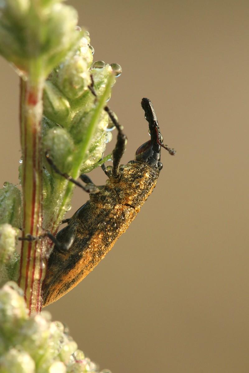 Ryjkowcowaty
[i]Curculionidae[/i]
Słowa kluczowe: owad,chrząszcz