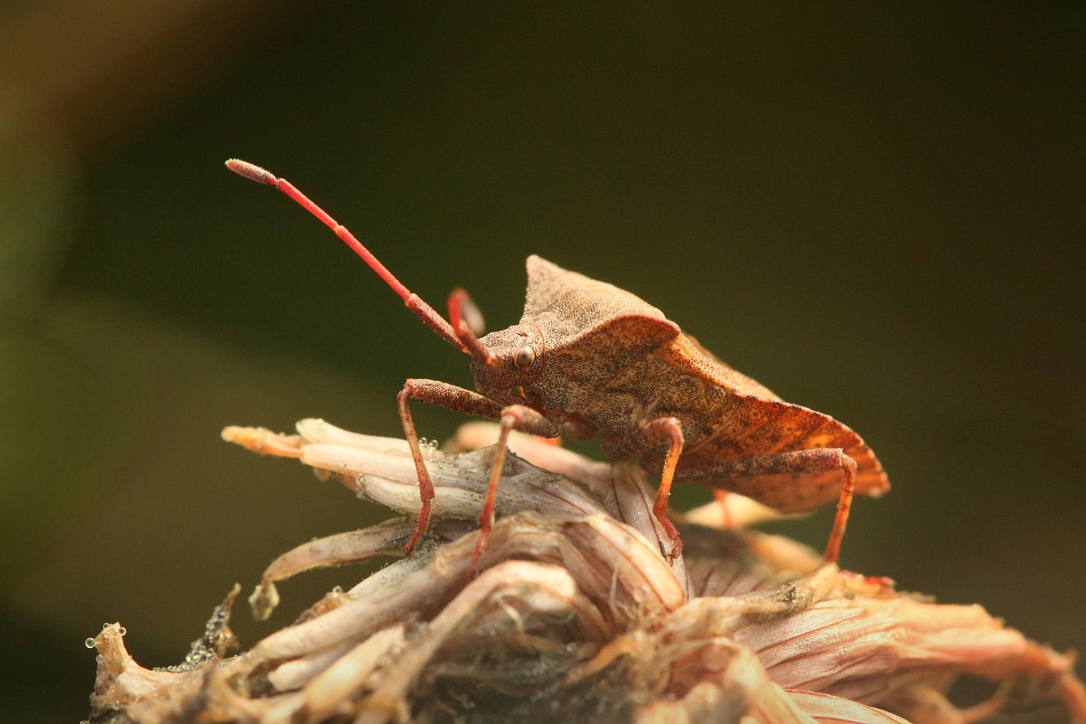 Wtyk straszyk
[i]Coreus marginatus[/i]
Słowa kluczowe: owad,pluskwiak,brązowy