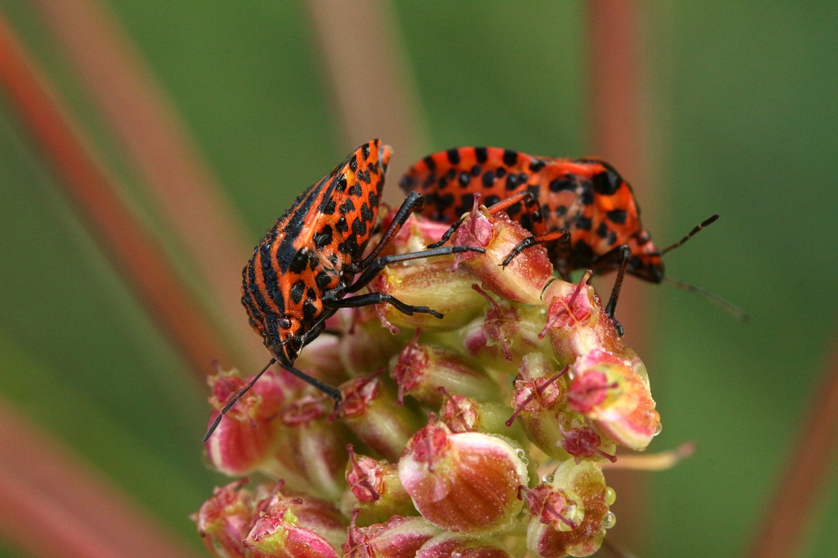 Strojnica baldaszkówka
[i]Graphosoma lineatum[/i]
Słowa kluczowe: owad,pluskwiak,czerwony