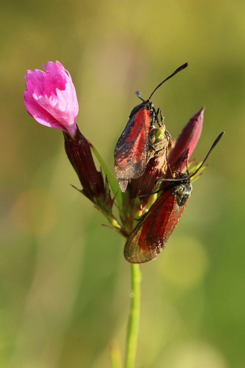 Kraśnik purpuraczek i goździk kartuzek
[i]Zygaena purpuralis, Dianthus carthusianorum[/i]
