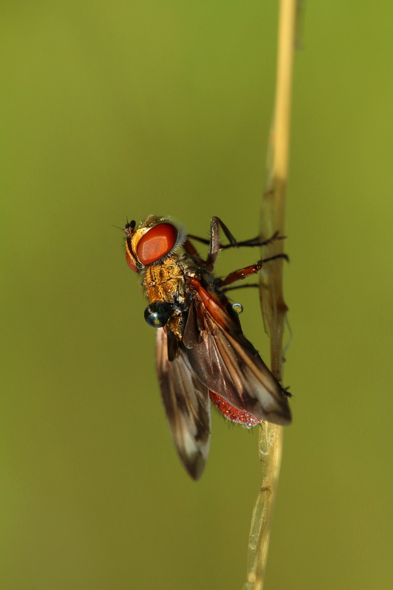 Muchówka
[i]Diptera[/i]
Słowa kluczowe: owad,mucha,czerwony