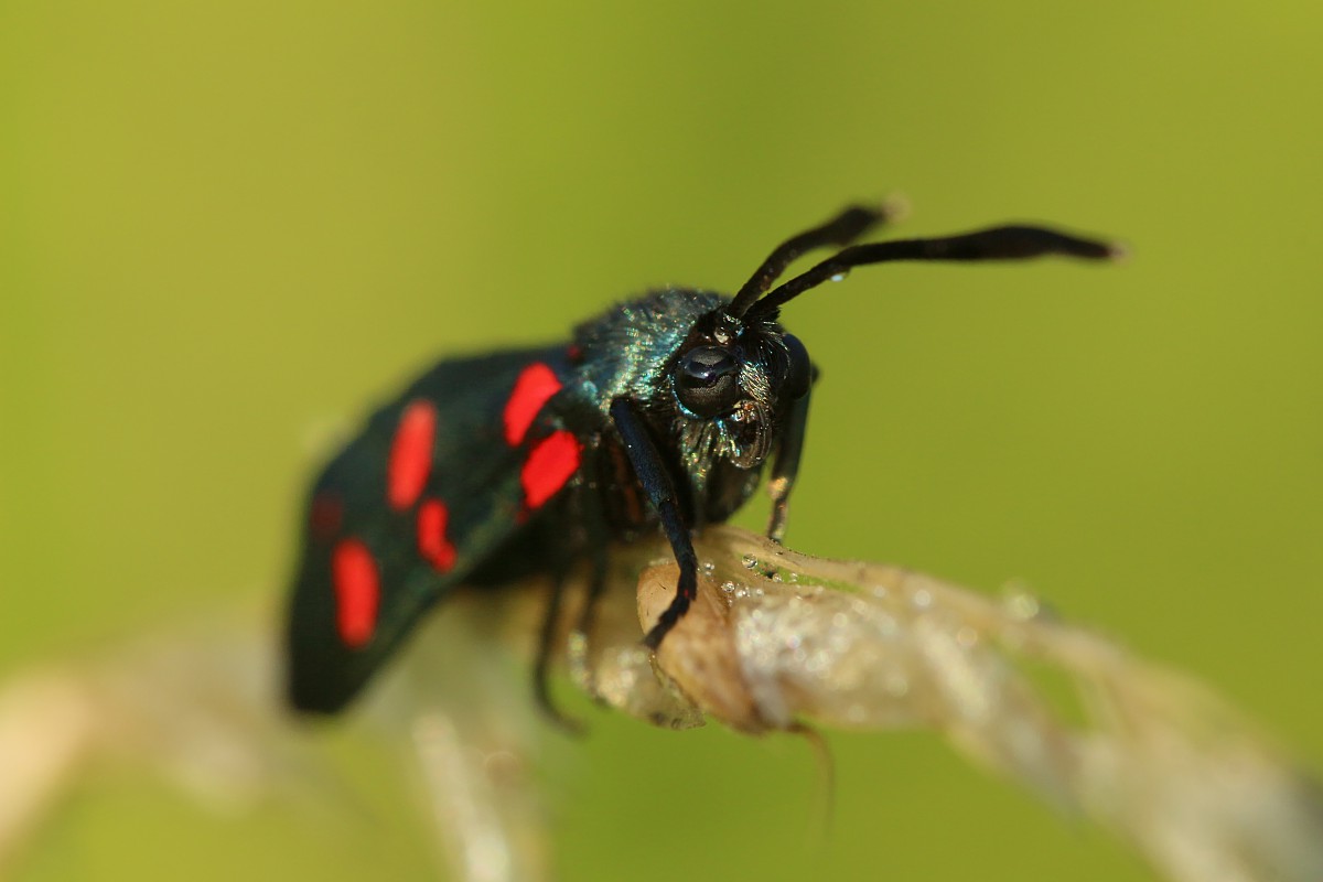 Kraśnik goryszowiec
[i]Zygaena ephialtes[/i]
Słowa kluczowe: owad,motyl