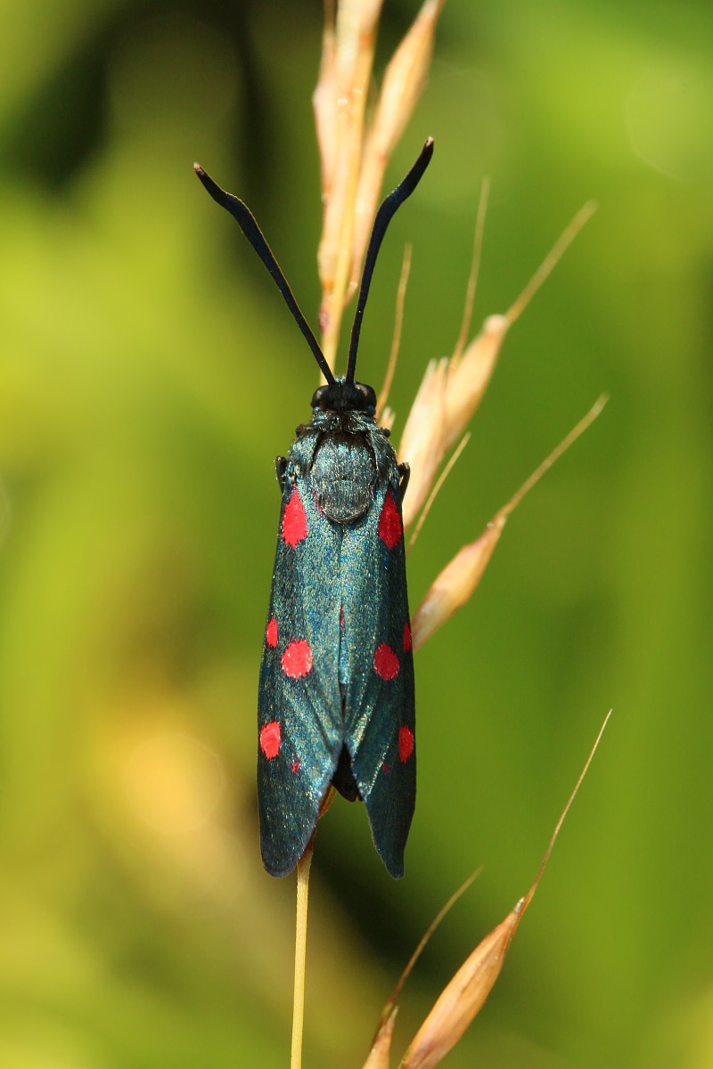 Kraśnik goryszowiec
[i]Zygaena ephialtes[/i]
Słowa kluczowe: owad,motyl