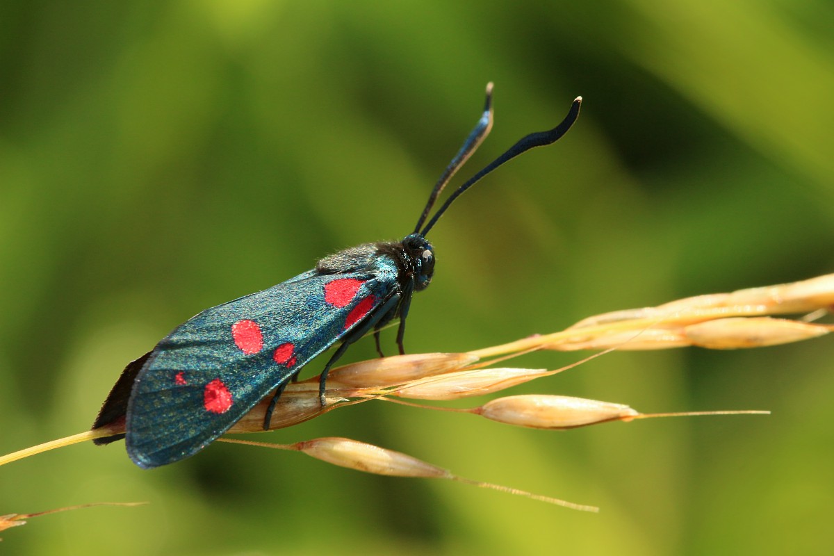 Kraśnik goryszowiec
[i]Zygaena ephialtes[/i]
Słowa kluczowe: owad,motyl