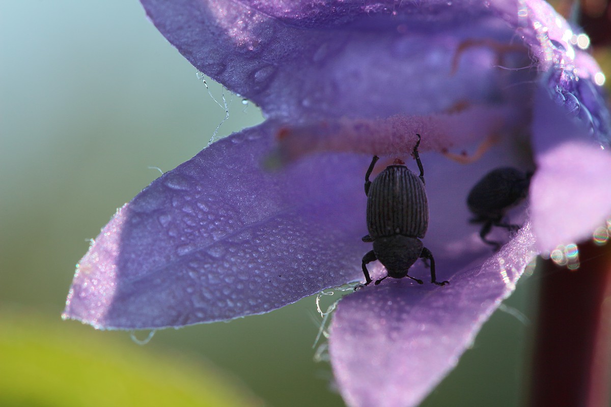 A poranną jogę robię tak...
Curculionidane i dzwonek pokrzywolistny
[i]Campanula trachelium[/i]
