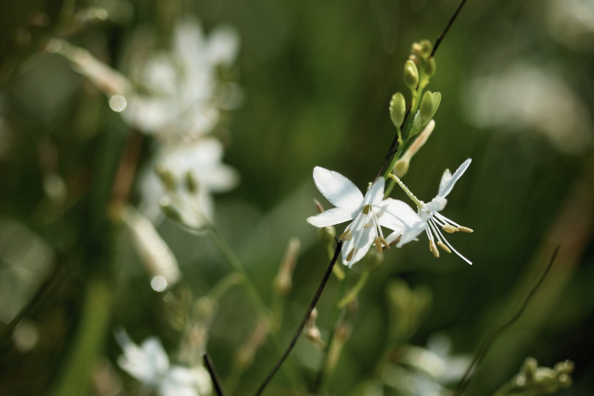 Pajęcznica gałęzista
[i]Anthericum ramosum[/i]
Słowa kluczowe: zielony,kwiat