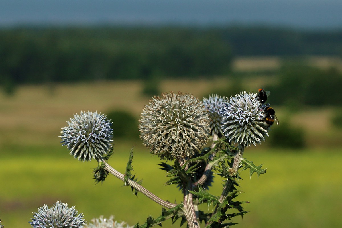 Przegorzan kulisty
[i]Echinops sphaerocephalus[/i]
Słowa kluczowe: zielony,niebieski