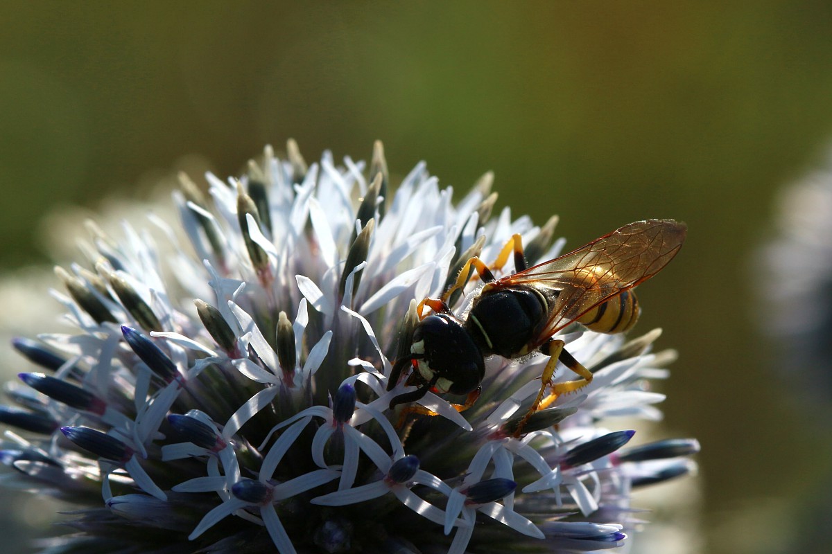 Błonkówka i przegorzan kulisty
[i]Echinops sphaerocephalus[/i]
Słowa kluczowe: niebieski,owad