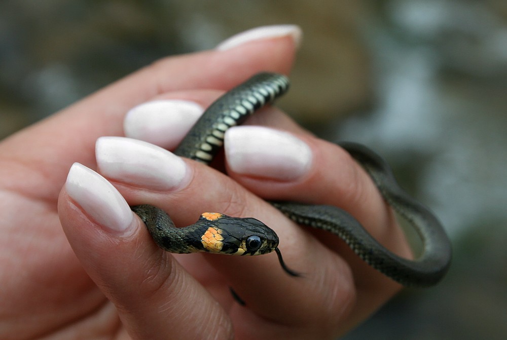 My new manicure ;)
Zaskroniec zwyczajny
[i]Natrix natrix[/i]
Słowa kluczowe: wąż,gad