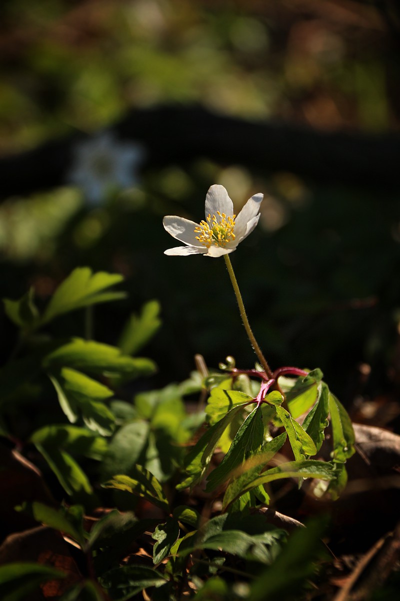 Zawilec gajowy
Anemone nemorosa
Słowa kluczowe: kwiat,biały