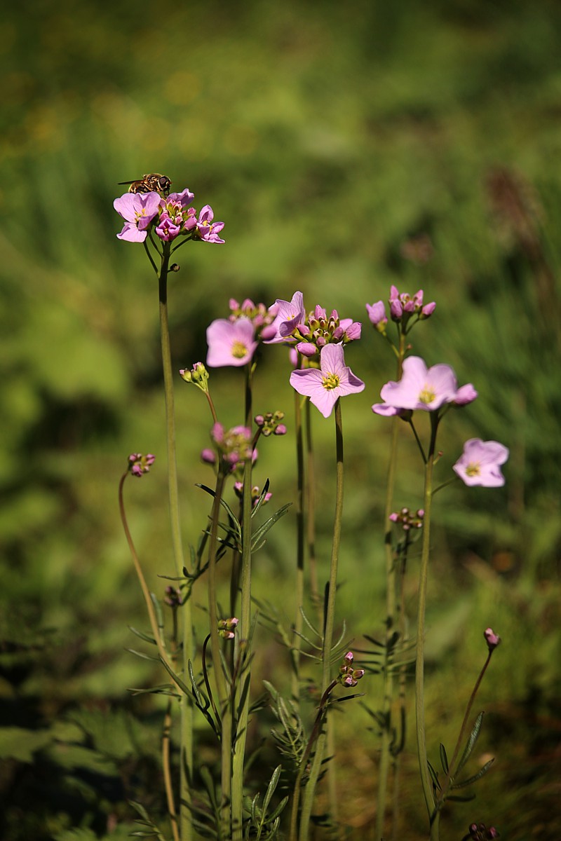 Lewkonia długopłatkowa
Matthiola longipetala
Słowa kluczowe: kwiat,różowy