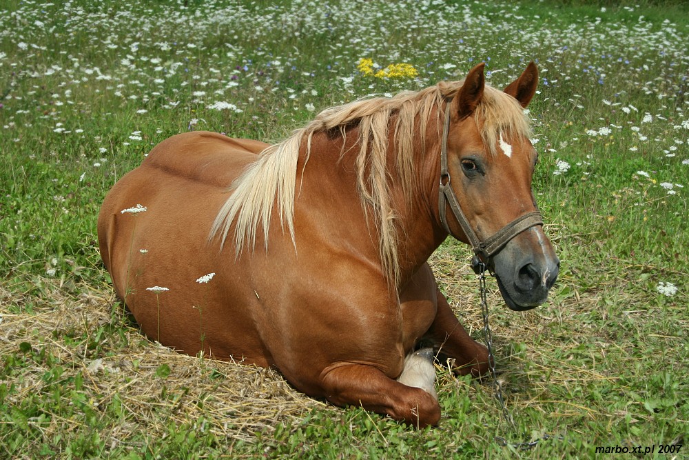 Suwalszczyzna 2007
Słowa kluczowe: koń