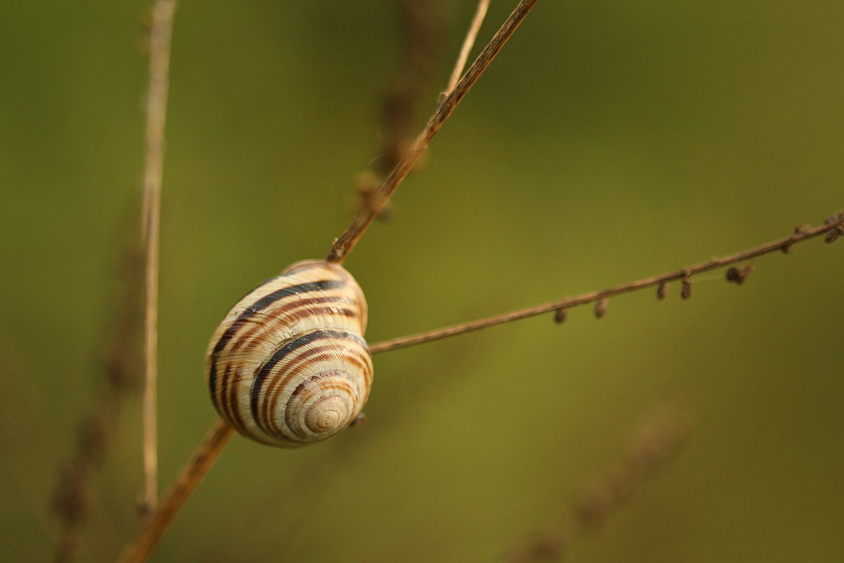 Wstężyk ogrodowy
[i]Cepaea hortensis[/i]
Słowa kluczowe: ślimak
