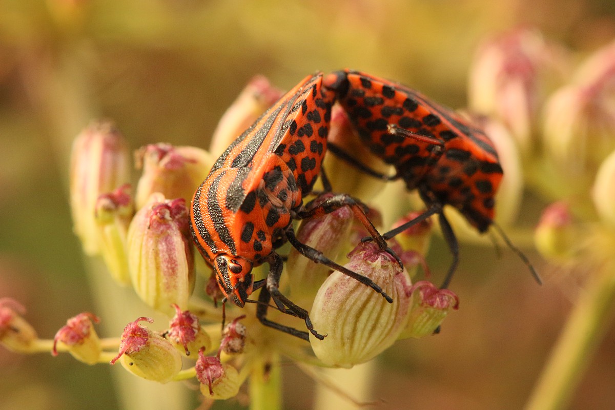 Strojnica baldaszkówka
[i]Graphosoma lineatum[/i]
Słowa kluczowe: owad,pluskwiak,czerwony