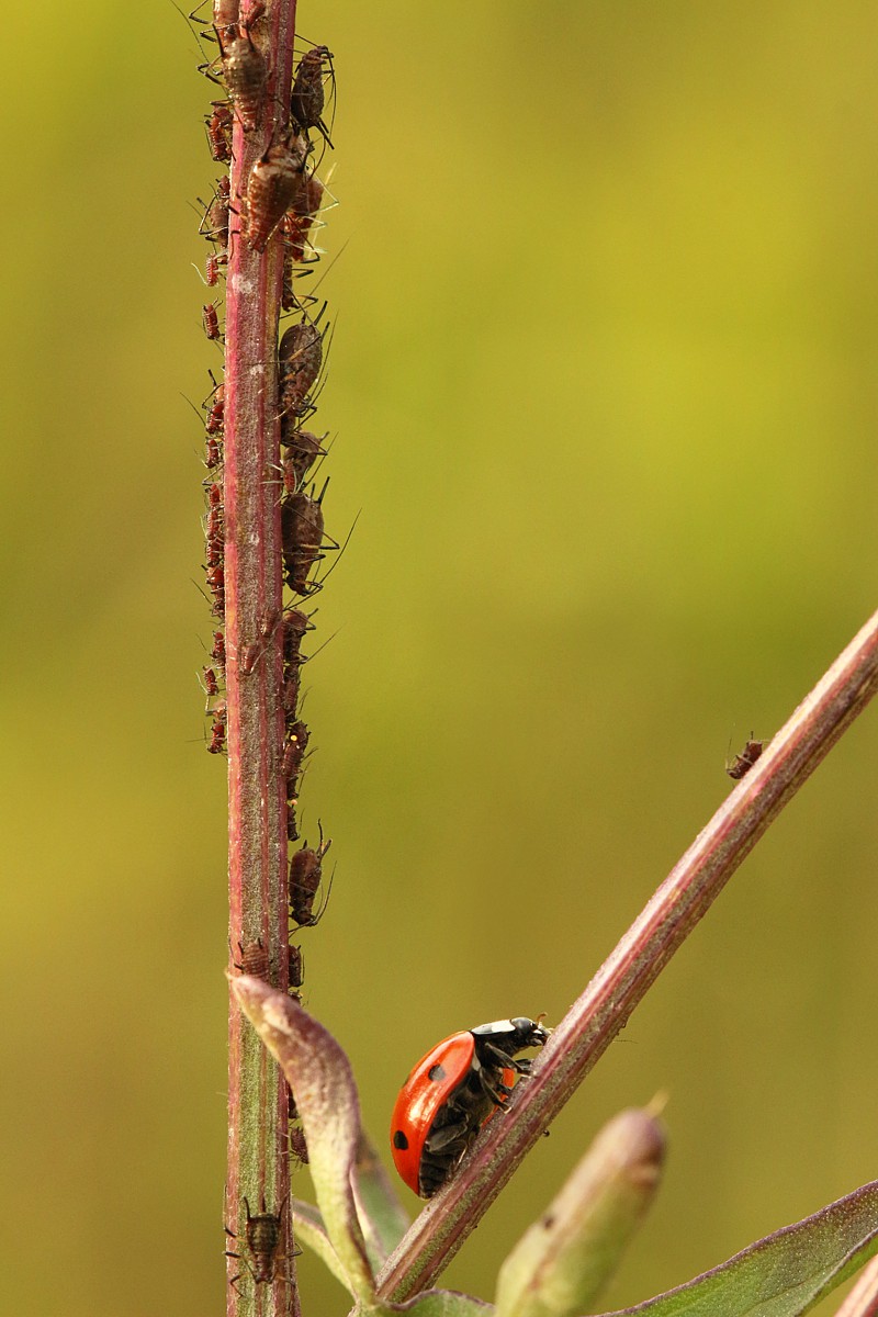 Biedronka siedmiokropka
[i]Coccinella septempunctata[/i]
Słowa kluczowe: owad,czerwony,biedronka