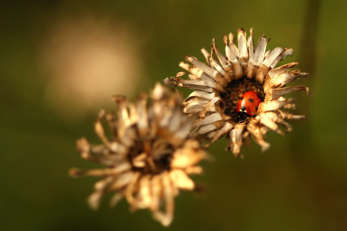 Jak w kołysce
Biedronka siedmiokropka
[i]Coccinella septempunctata[/i]
Słowa kluczowe: owad,czerwony,biedronka