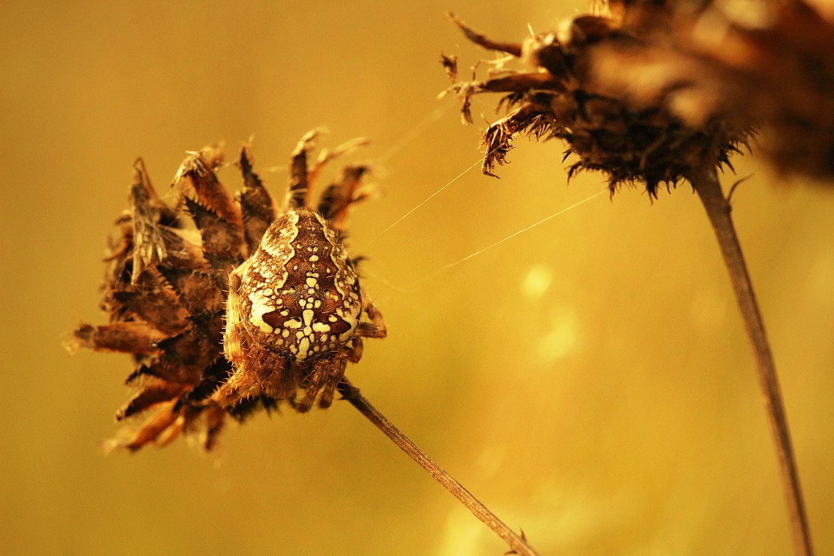 Pająk: krzyżak ogrodowy
[i]Araneus diadematus[/i]
Słowa kluczowe: pająk,brązowy