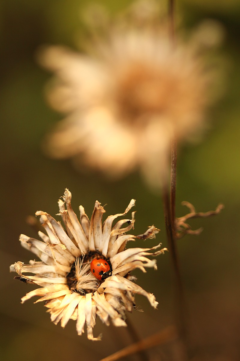 Biedronka siedmiokropka
[i]Coccinella septempunctata[/i]
Słowa kluczowe: owad,czerwony,biedronka