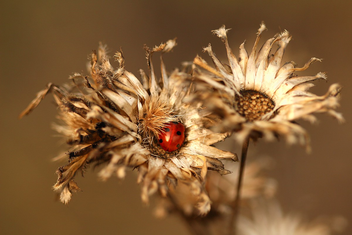 Biedronka siedmiokropka
[i]Coccinella septempunctata[/i]
Słowa kluczowe: owad,czerwony,biedronka