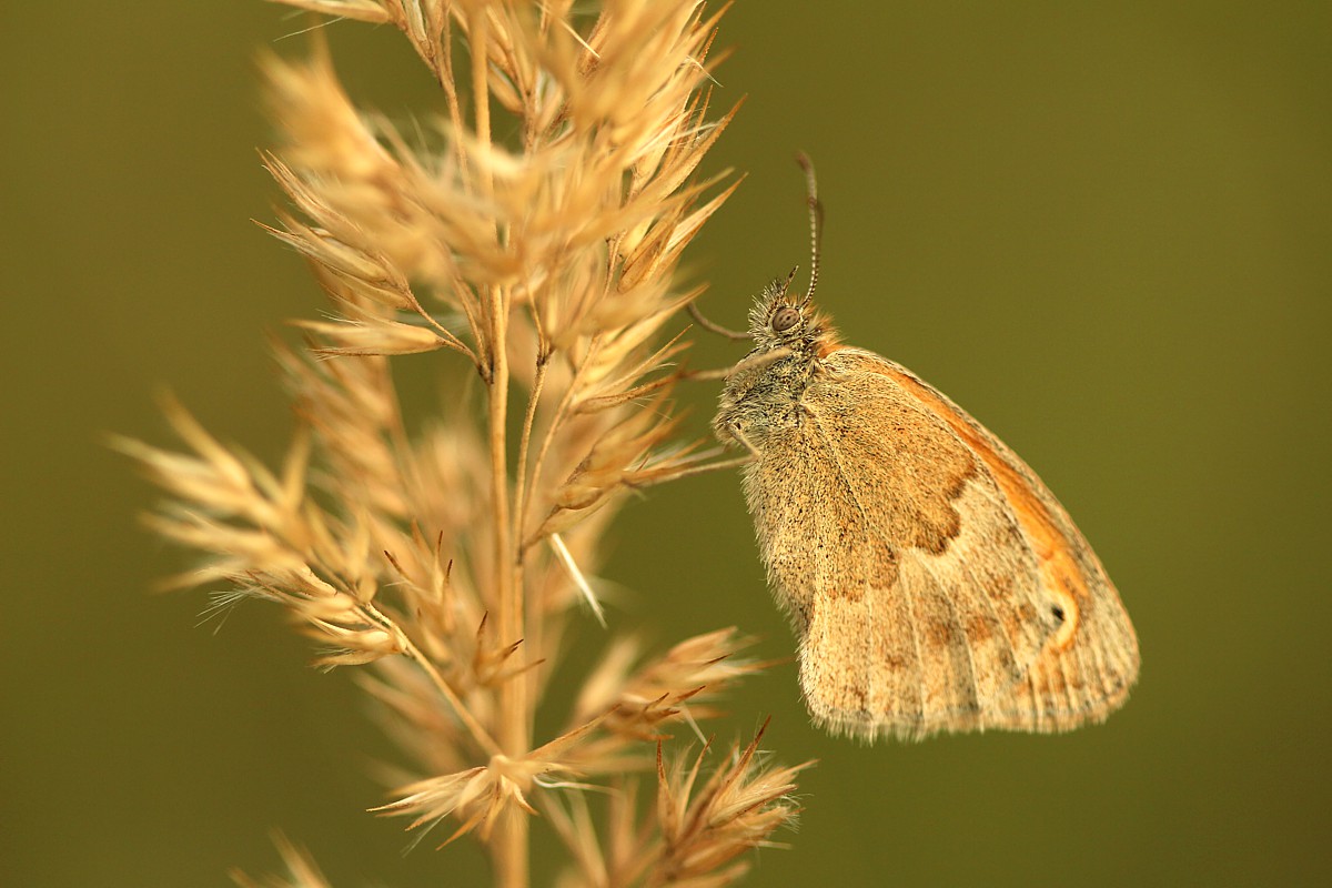 Przestrojnik jurtina
[i]Maniola jurtina[/i]
Słowa kluczowe: owad,motyl