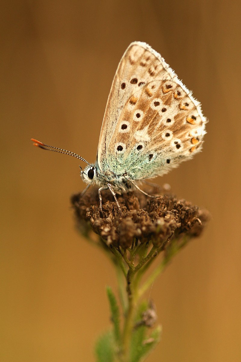 Modraszek
Słowa kluczowe: owad,motyl