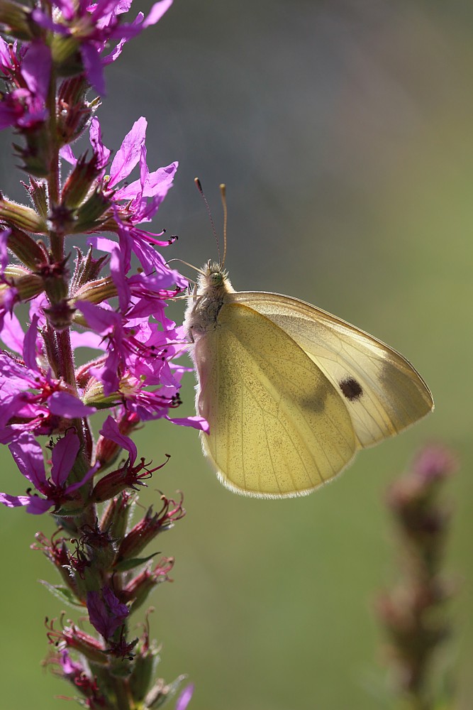 Bielinek kapustnik
[i]Pieris brassicae[/i]
Słowa kluczowe: owad,motyl