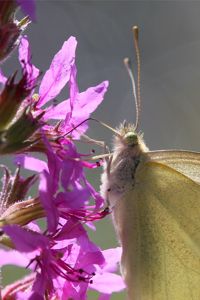 Bielinek kapustnik
[i]Pieris brassicae[/i]
Słowa kluczowe: owad,motyl
