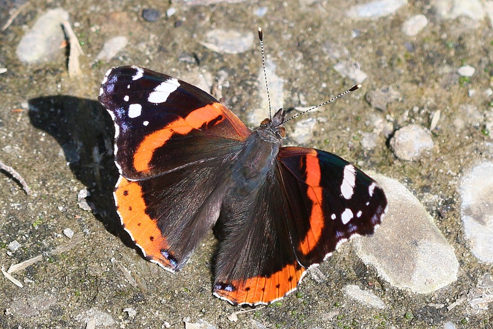 Rusałka admirał
[i]Vanessa atalanta[/i]
Słowa kluczowe: owad,motyl