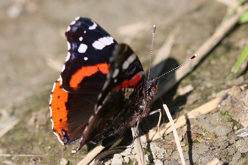 Rusałka admirał
[i]Vanessa atalanta[/i]
Słowa kluczowe: owad,motyl