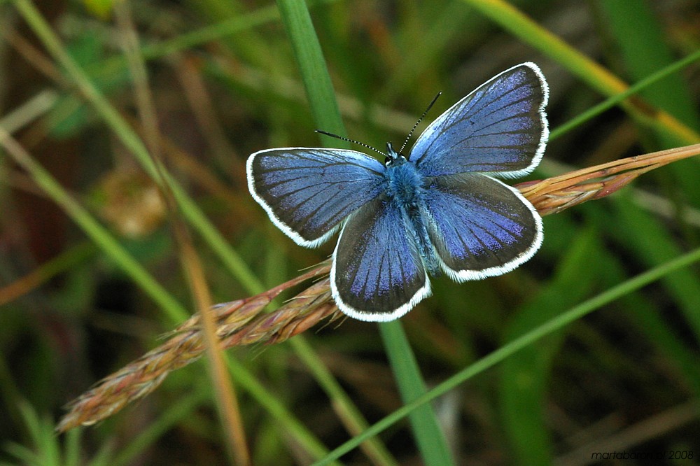 [i]Lepidoptera[/i]
Modraszek
Słowa kluczowe: owad,motyl,niebieski