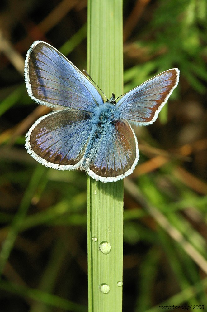 [i]Lepidoptera[/i]
Słowa kluczowe: owad,motyl,niebieski