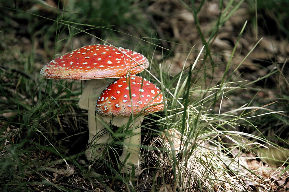 Muchomor czerwony
[i]Amanita muscaria[/i]
Słowa kluczowe: grzyb