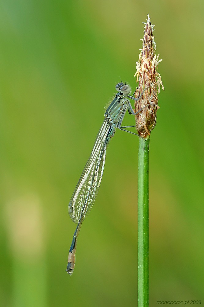 Tężnica wytworna
[i]Ischnura elegans[/i], juwenilny samiec 
Słowa kluczowe: owad,ważka