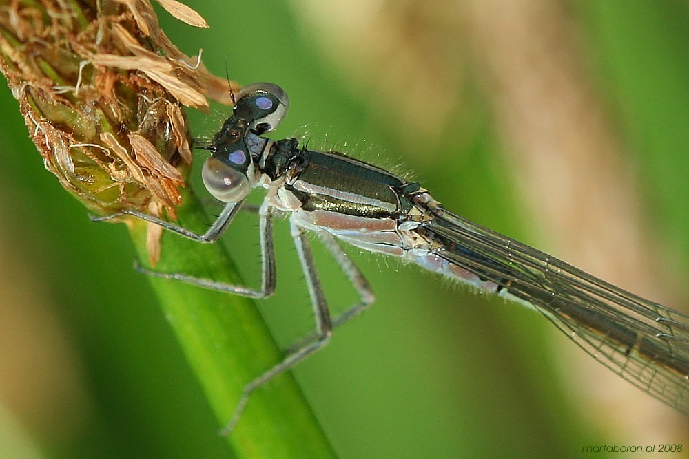 Tężnica wytworna
[i]Ischnura elegans[/i], juwenilny samiec 
Słowa kluczowe: owad,ważka