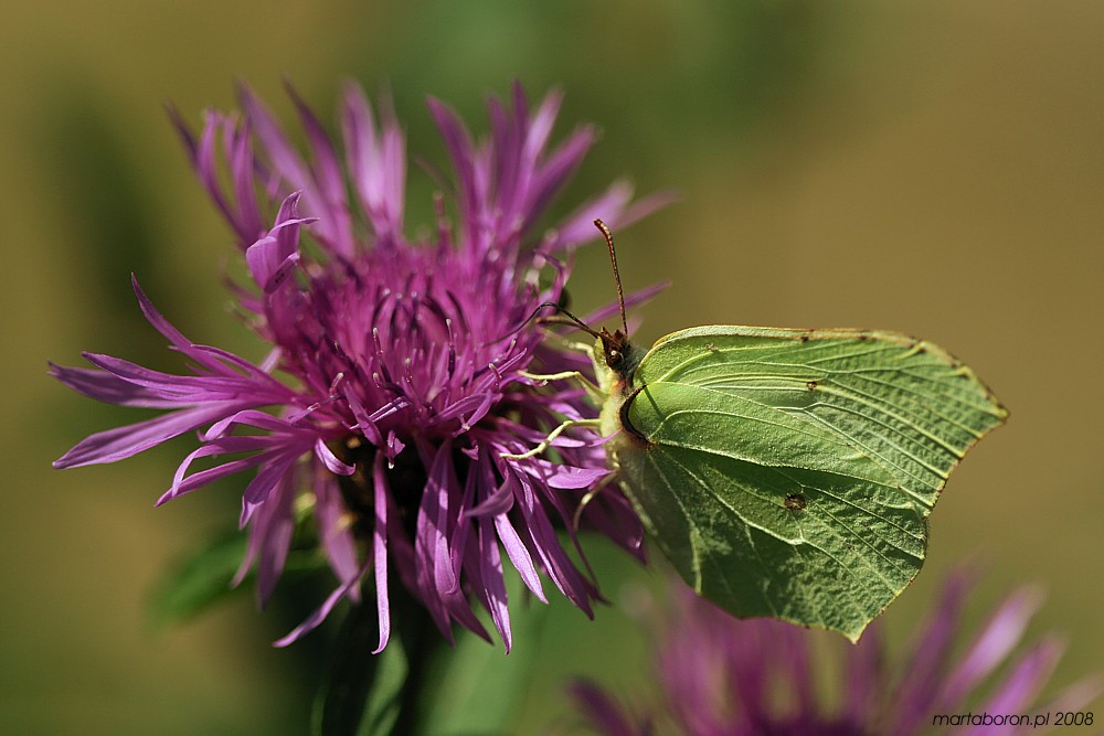Listokowiec cytrynek, samica
[i]Gonepteryx rhamni[/i]
Słowa kluczowe: owad,motyl,kwiat,fioletowy