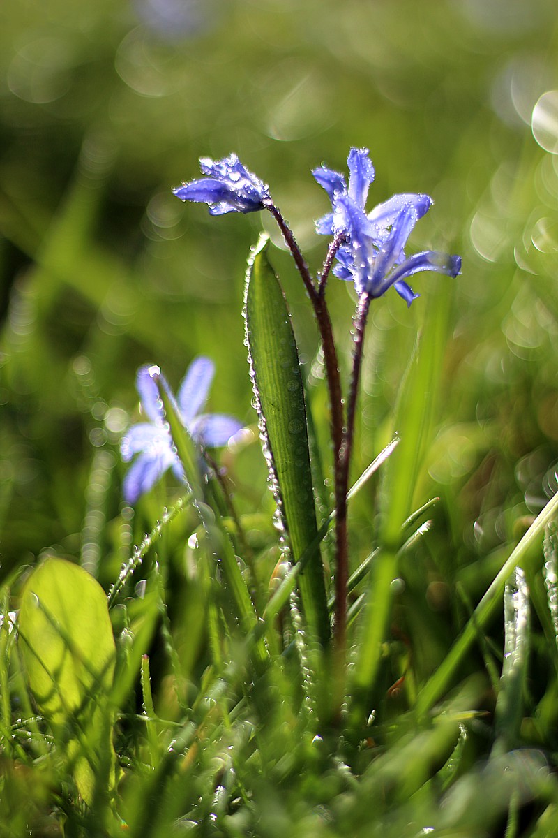 Cebulica
Scilla
Słowa kluczowe: kwiat,niebieski
