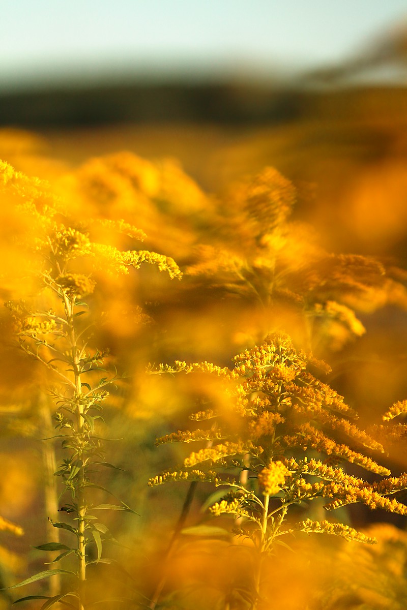 Nawłoć
[i]Solidago sp.[/i]
Słowa kluczowe: kwiat,żółty,łąka